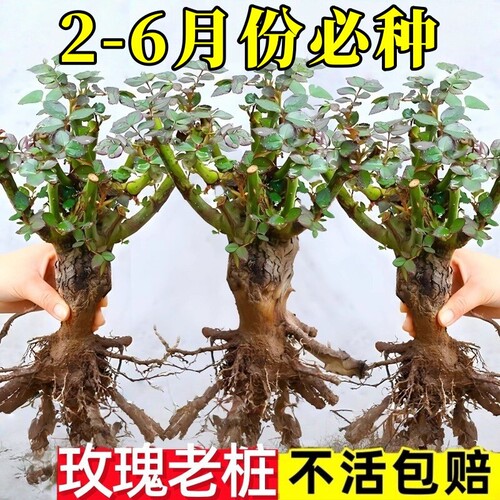 基地直发玫瑰老根老桩当季开花月季花苗室内阳台盆栽大花浓香耐旱