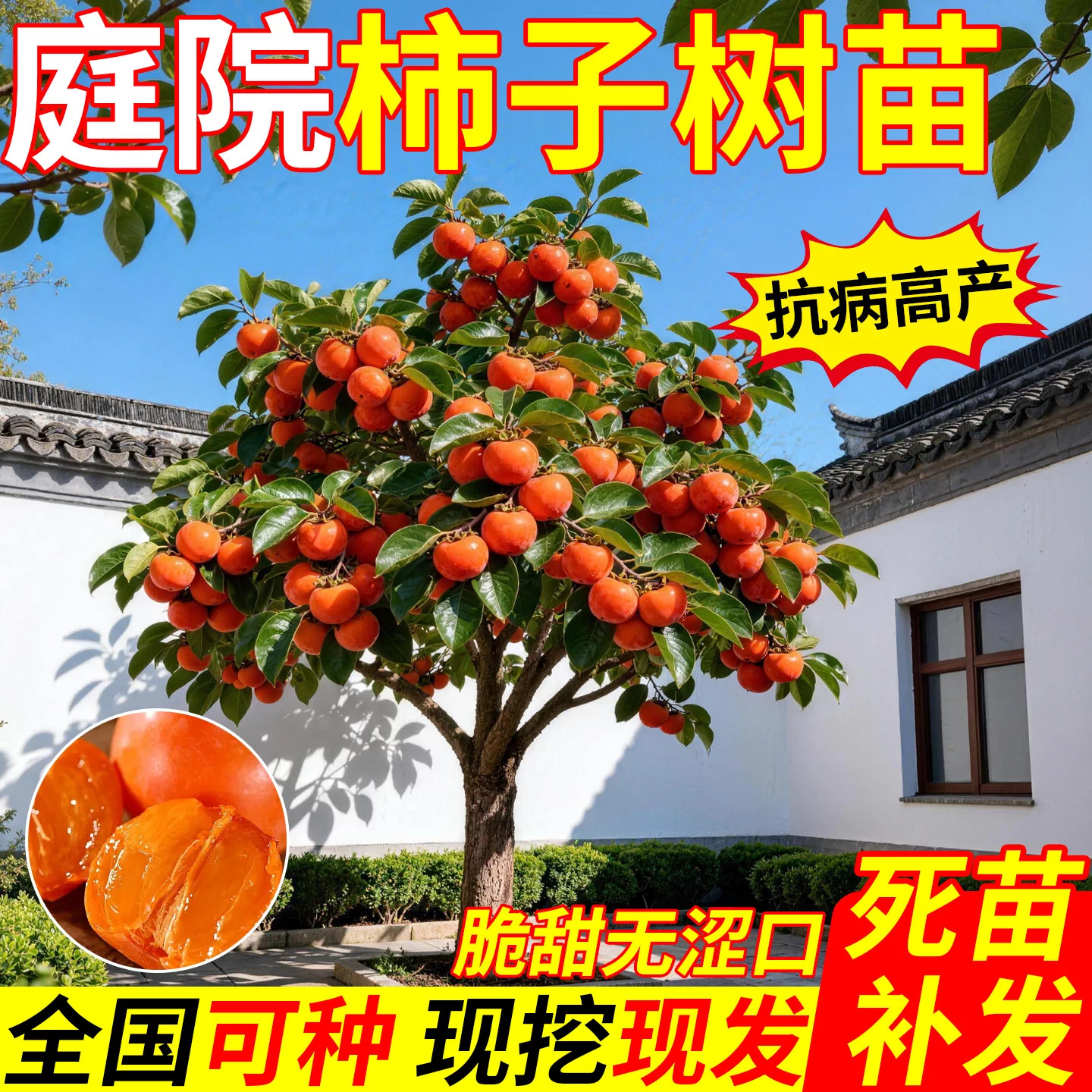 特大脆甜耐寒嫁接水果柿子苗图片
