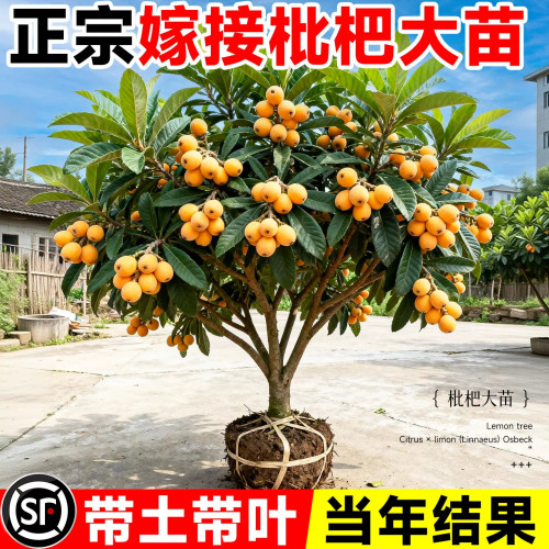 正宗嫁接枇杷树苗当年结果