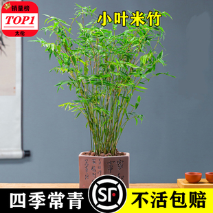 米竹盆栽丛生凤尾竹观音竹庭院植物阳台水培绿植好养盆景青竹子苗