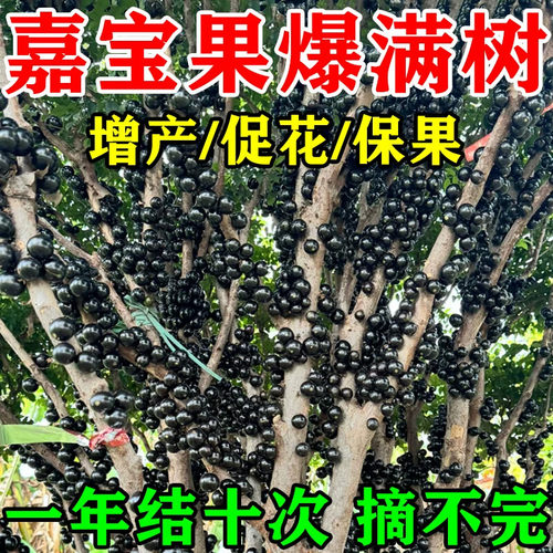 嘉宝果专用肥树葡萄催花促果营养液珍宝果小硕果增产增收有机肥料