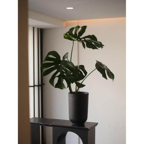 故事森林 巨叶龟背竹室内落地大盆栽四季常绿室内观叶大植物