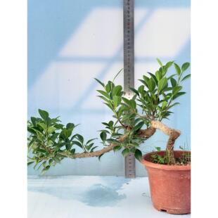 虎皮榕悬崖飘枝老桩盆景室内办公室茶室桌面盆栽绿植好养四季常绿