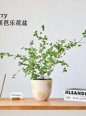 Kerry 抹茶燕麦花盆 景德镇粗陶 透气吸水 绿植 ins简约风