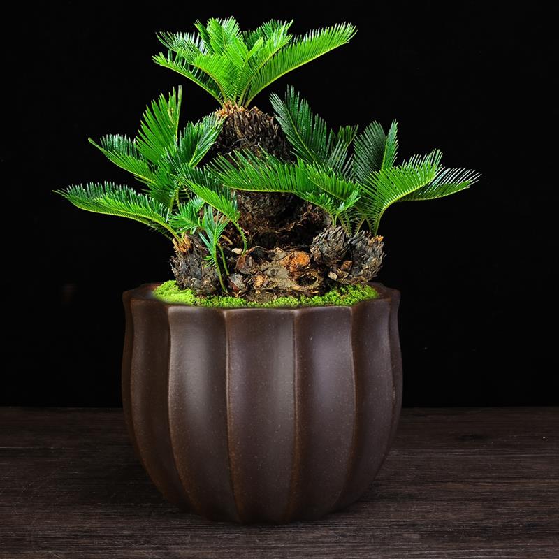 紫砂兰花盆室内古典高档盆景盆桌面多肉君子兰金撢子松柏文竹特价