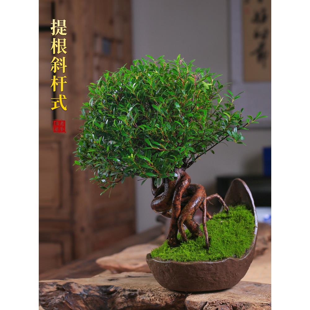 小叶赤楠盆景精品蘑菇头造型提根老桩小盆栽室内观叶植物四季好养