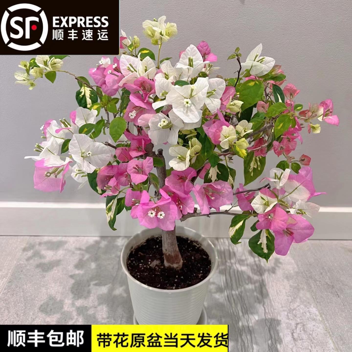 金心双色三角梅带花发货包活基地直发四季开花庭院阳台绿植藤盆栽