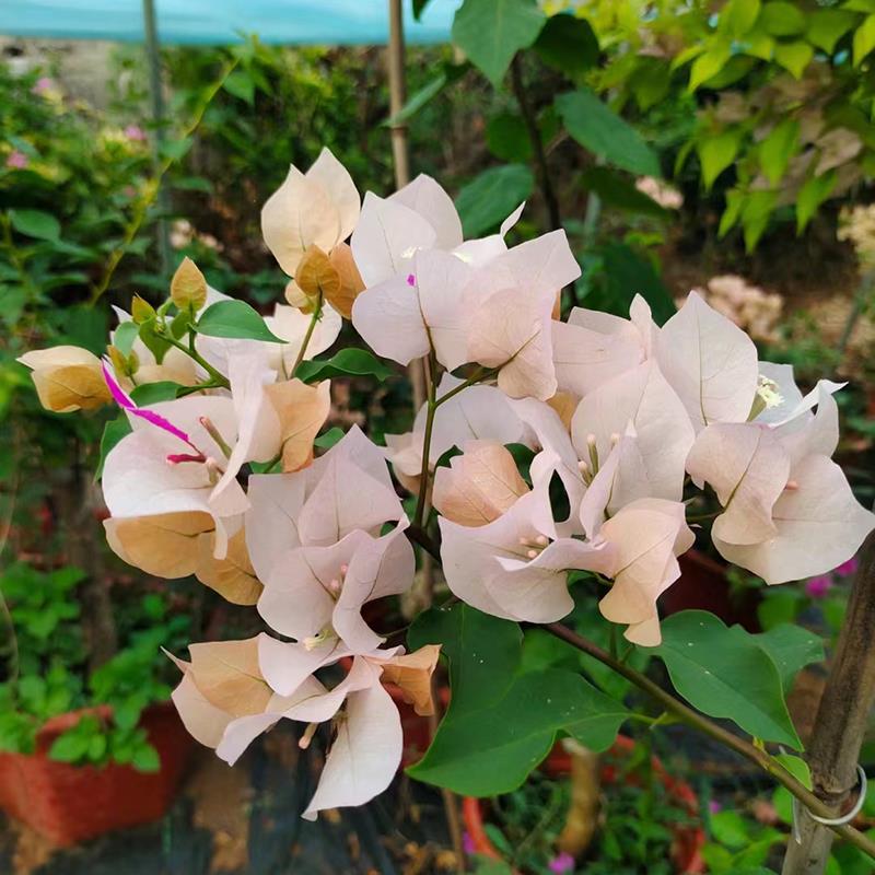 精品阿达的喜悦三角梅四季开花盆栽树苗垂丝阳台楼顶庭院