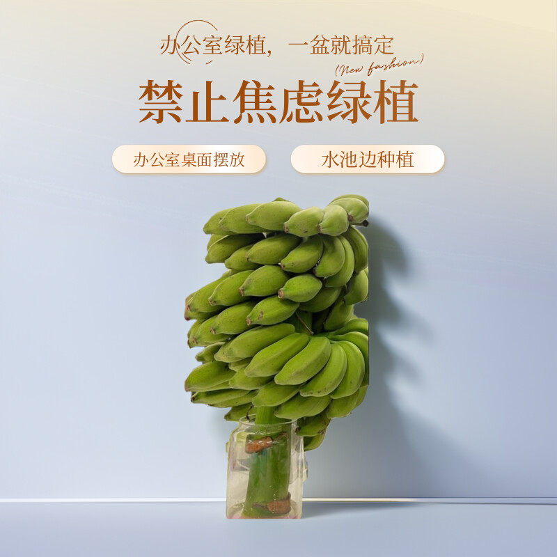 禁止焦虑水培香蕉办公室桌面绿植香蕉树芭蕉盆栽水果室内可食用