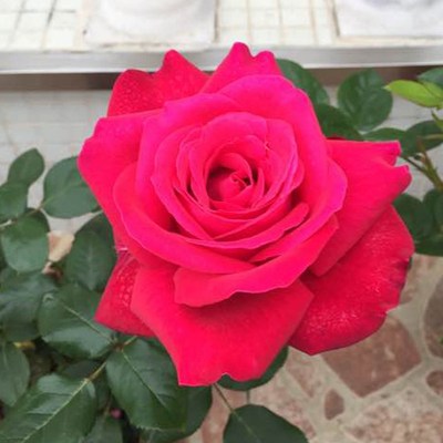 【亚克力红】月季花苗红色月季阳台绿植盆栽庭院勤花多季开花
