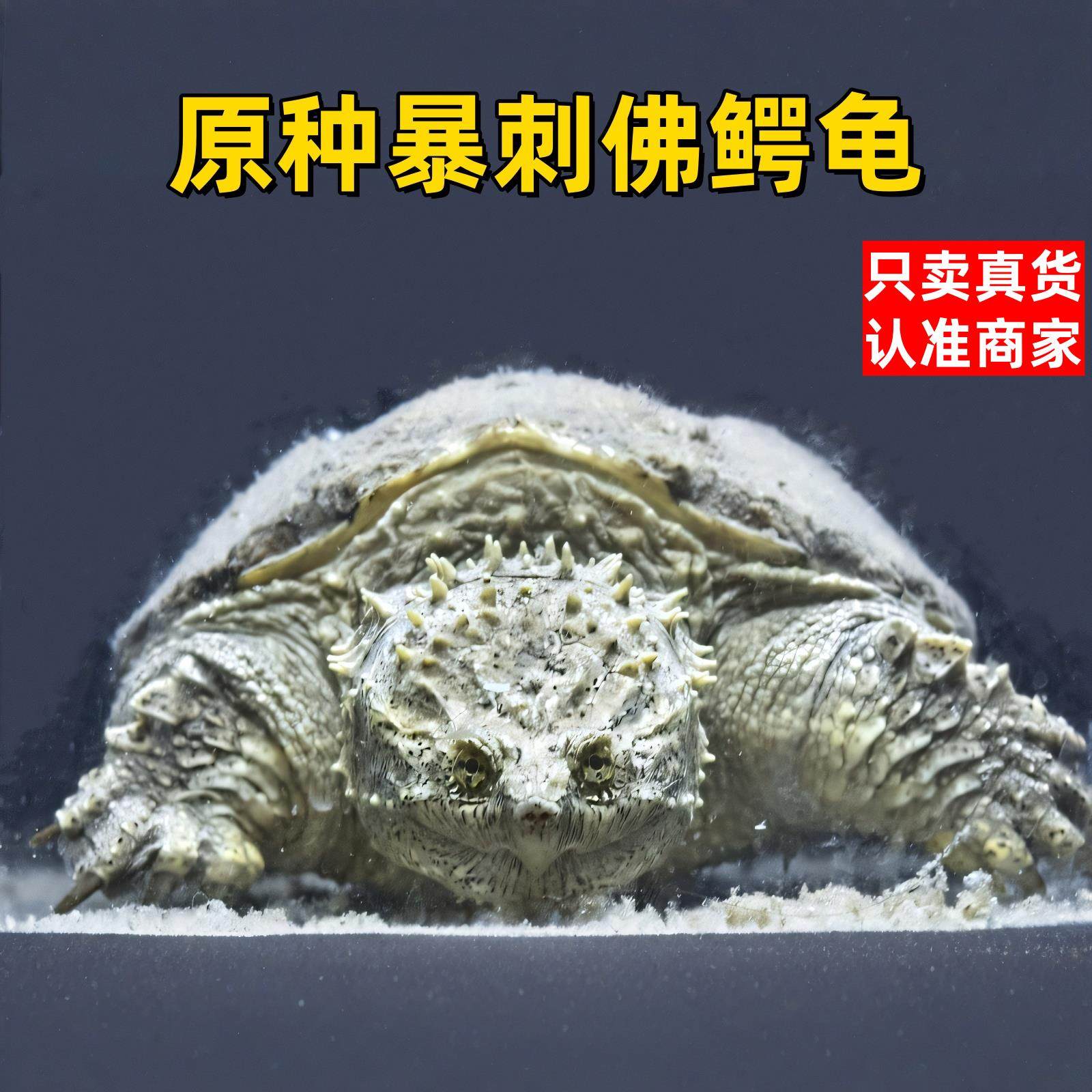 鳄龟北美小鳄龟鳄龟苗爆刺纯佛凶猛杂佛食用肉龟宠物家养小乌龟,宠物/宠物食品及用品,龟/鳖,淘宝优惠券,粉丝福利购,淘宝优惠卷