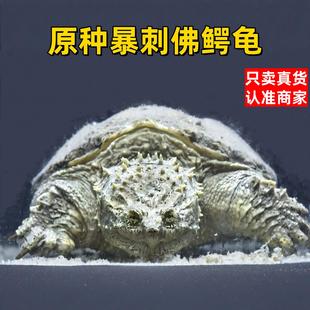 鳄龟北美小鳄龟鳄龟苗爆刺纯佛凶猛杂佛食用肉龟宠物家养小乌龟