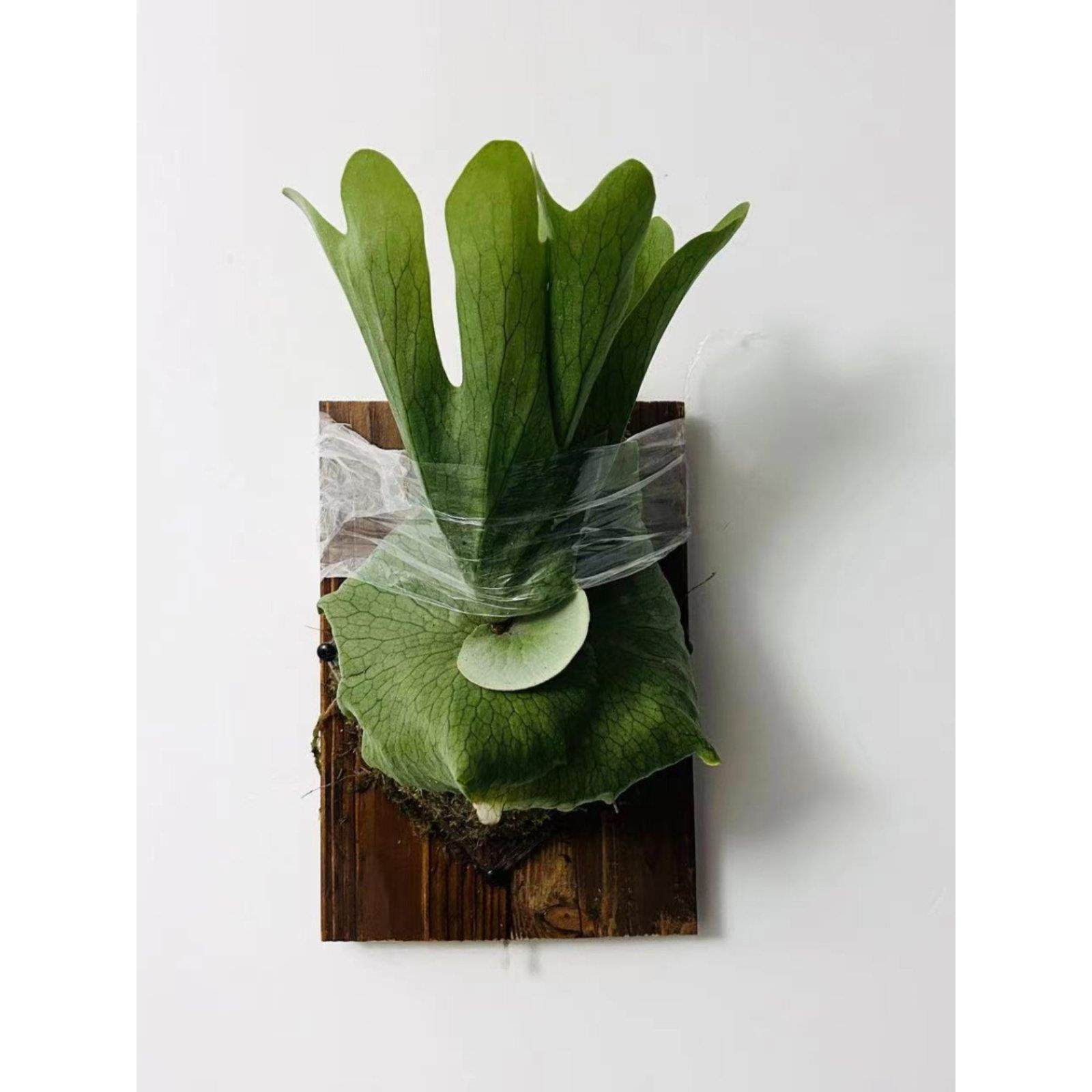 女王鹿角蕨板植壁挂植物装饰挂板ins高端网红diy墙挂森系新奇绿植,鲜花速递/花卉仿真/绿植园艺,绿植,淘宝优惠券,粉丝福利购,淘宝优惠卷