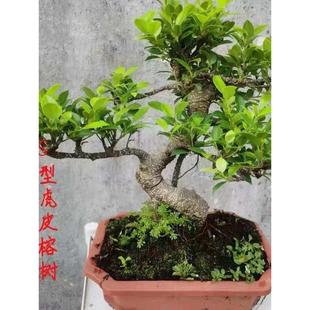 小叶榕树盆景老桩造型办公室内客厅大型绿植桌面盆栽庭院阳台植物