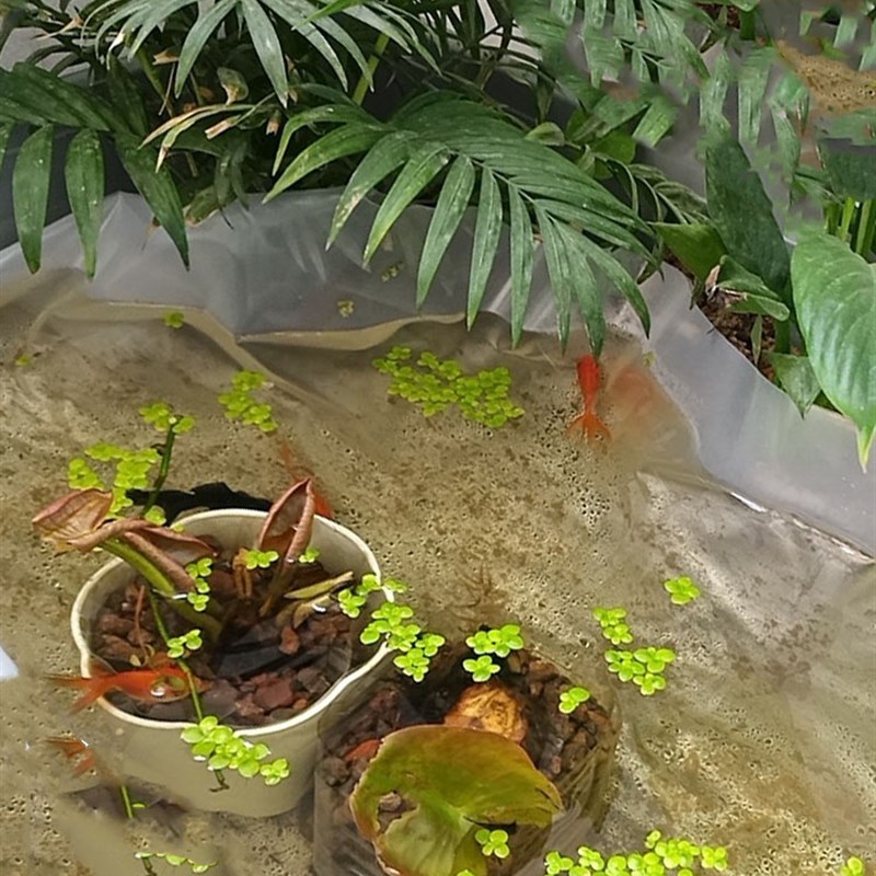 鱼池防水布防渗膜 鱼池防水防渗膜鱼塘膜 鱼池防渗膜 鱼塘防漏膜