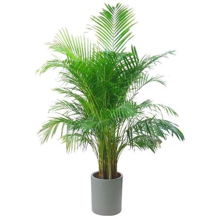 散尾葵富贵椰子袖珍椰子绿植盆栽植物室内客厅卧室办公室绿植前台