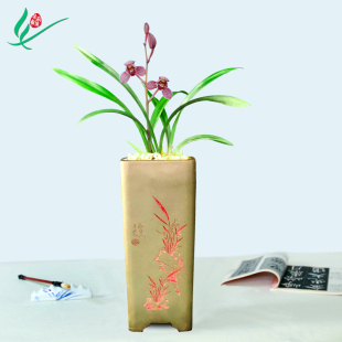 兰花东方红荷浓香卉盆景盆栽土绿植兰带草植物花苞名贵苗 建兰四季