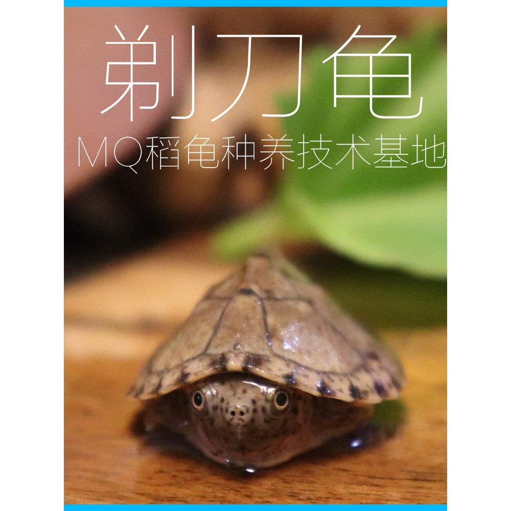 麝香龟苗乌龟活体蛋龟深水龟宠物观赏龟迷你剃刀龟屋顶龟剃刀射香