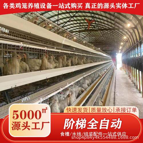 全自动化蛋鸡笼养殖场自动化设备大型养鸽笼多层阶梯笼养殖鹌鹑笼