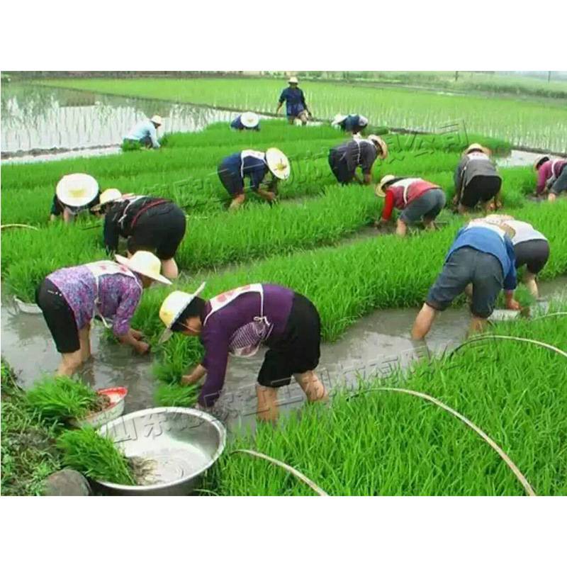印度手摇式水稻插秧机 双行人力步退式栽苗机 全地形稻苗种植机