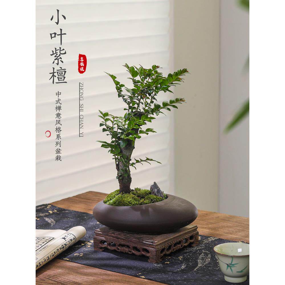 小叶紫檀盆景绿植盆栽室内办公室桌面花卉树苗植物老桩四季好养活