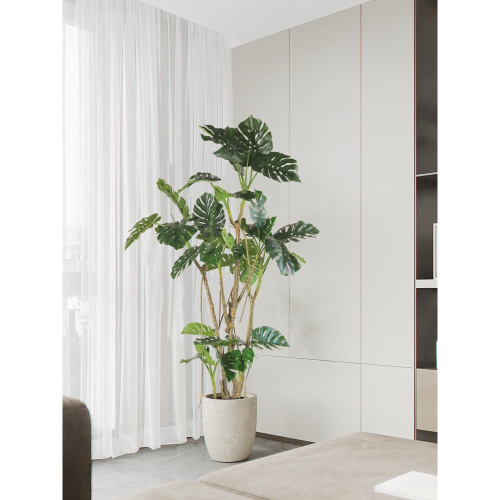 橱地绿植大型巨型龟背树盆景背植物RRS装饰龟竹落摆件窗景观