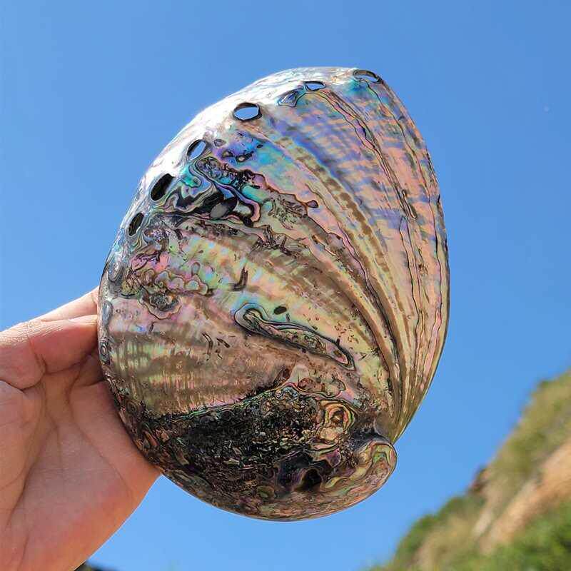 新工西水兰鲍鱼F768T97H壳巴鲍鱼贝壳家居饰品海螺壳西鱼缸族摆件