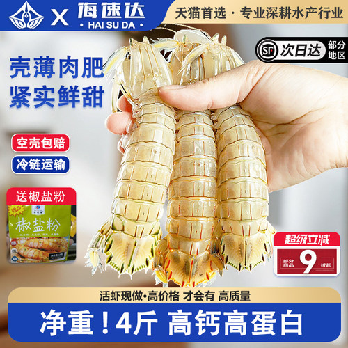 海速达皮皮虾特大鲜活熟冻虾爬子母虾带膏琵琶虾黄海鲜水产濑尿虾