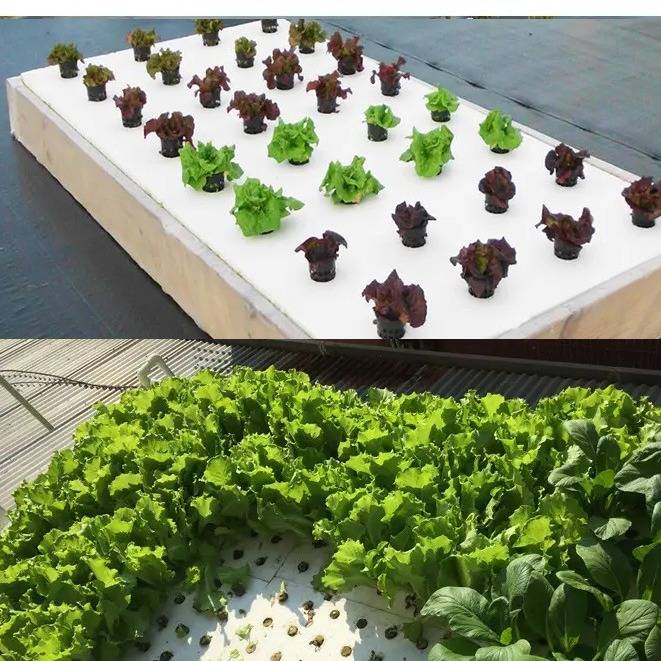 鱼塘水上种菜带孔种植漂浮珍珠棉泡沫板水培蔬菜定植板 无土栽培