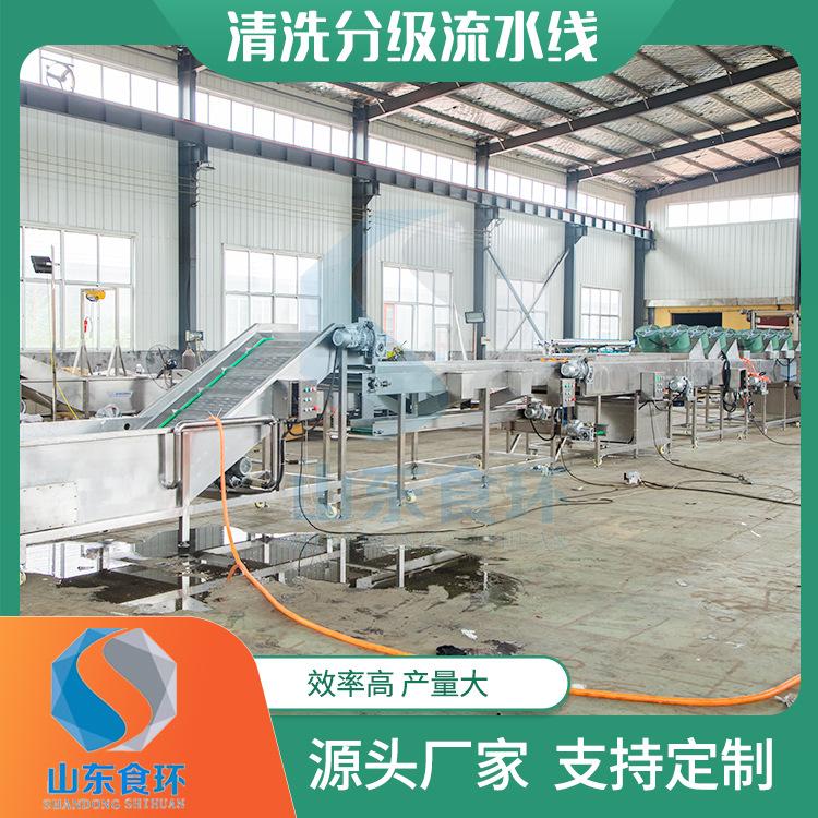 砂糖橘分级机 李子清洗分级流水线 百香果杨梅分级机分选尺寸可调