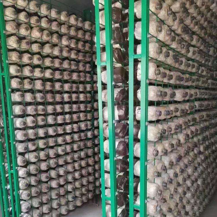 种植平菇出菇网格架绿色铁丝养殖网架养菌出菇网片香菇棒养菌架子