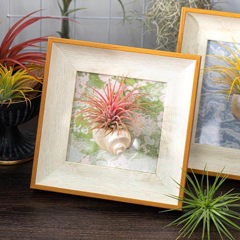 空气凤梨磁吸相框摆台客厅办公室桌面装饰画摆件礼物成品章鱼精灵,家居饰品,桌面摆台画,淘宝优惠券,粉丝福利购,淘宝优惠卷