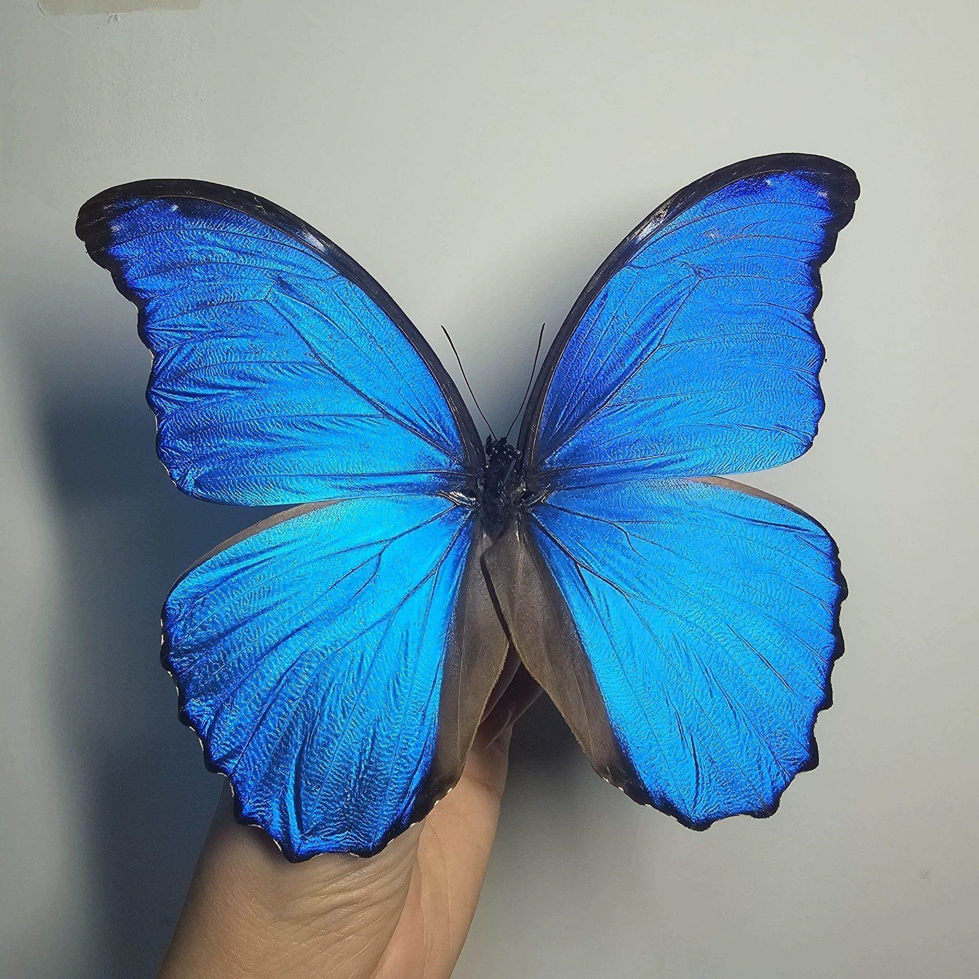 大蓝闪蝶A1展翅真蝴蝶标本相框成品展示罕见蓝色情侣原蝶礼物摆件,家居饰品,标本类装饰画,淘宝优惠券,粉丝福利购,淘宝优惠卷
