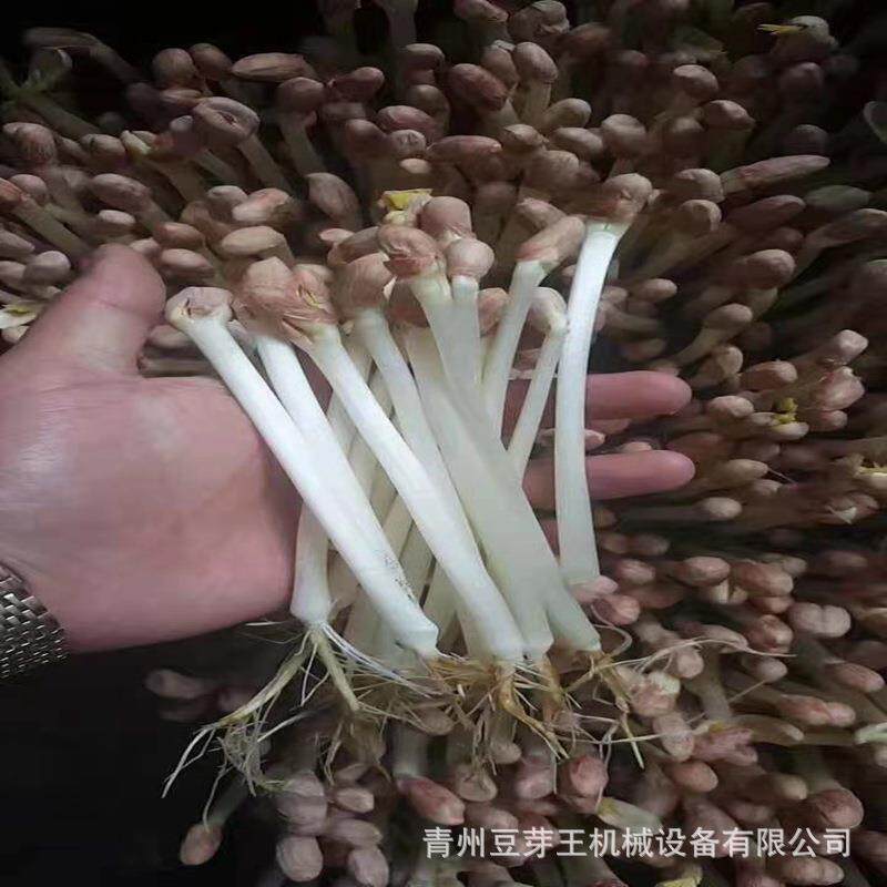 青州全自动花生芽机商用一体化菜芽花生芽机种子发芽机培育设备