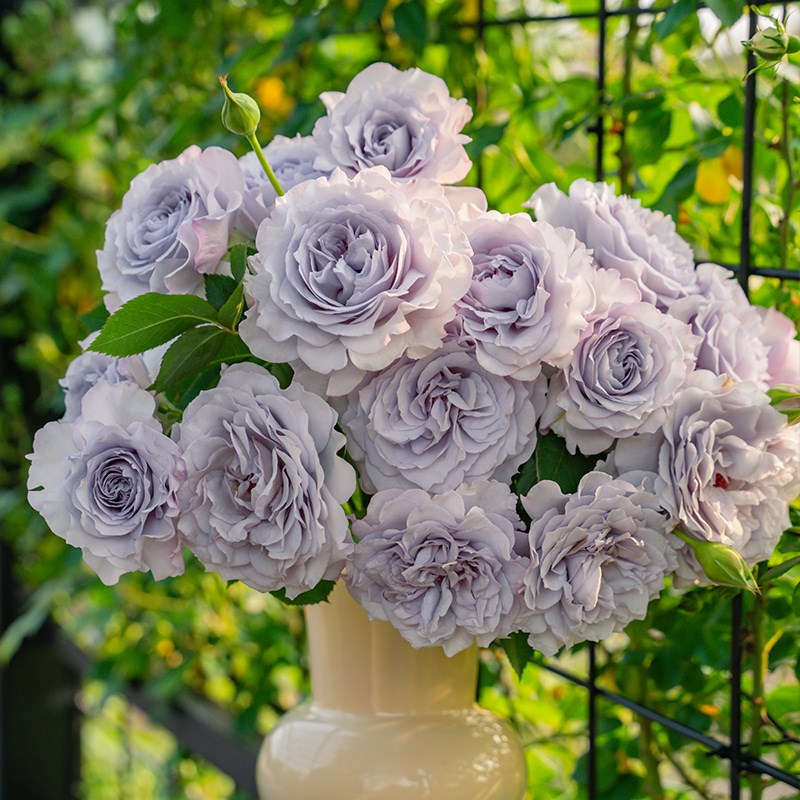 【蓝紫色系列】 天狼月季 中苗四季庭院植物玫瑰盆栽花苗