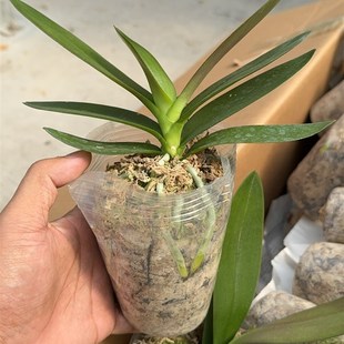 【残雪】 (粉色白色都有可能)轻微叶损