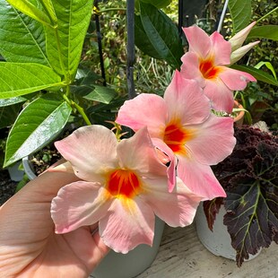 桃色日出(新品种 爬藤飘香藤 耐热)庭院阳台开 花植物