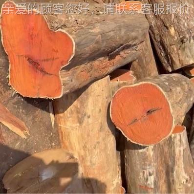 象牙 变象牙木原木板材 小815叶木色黄杨木原木 大叶黄杨 家具工