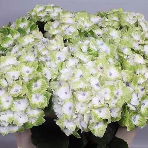 魔幻贵族大花绣球直立灌木锯齿花边变色盆栽花苗