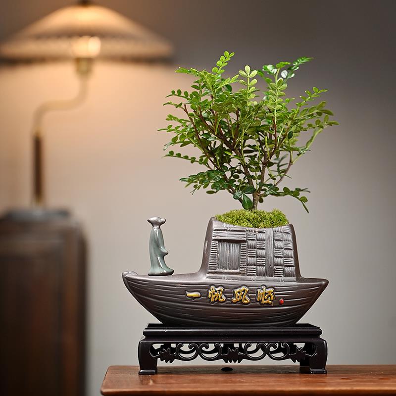 文竹盆栽植物室内好养易活赤楠盆景绿植客厅花卉四季常青净化空气