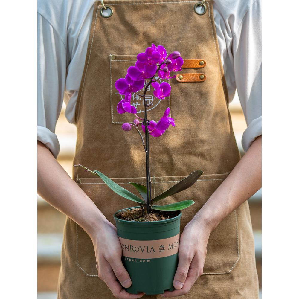 蝴蝶兰盆栽室内客厅好养易活植物开花高档名贵花四季卉花苗带花苞