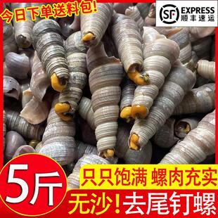 新鲜钉螺鲜活去尾大号螺新鲜海螺捞汁钉螺小海鲜麻辣贝类包邮商用