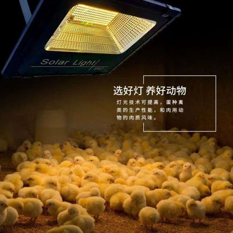 太阳能加温灯小鸡育雏保温灯养殖场温控器芦丁鸡自动控温加热