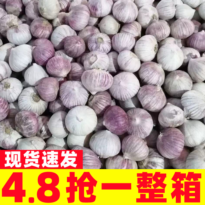 2024云南大理紫皮独头蒜