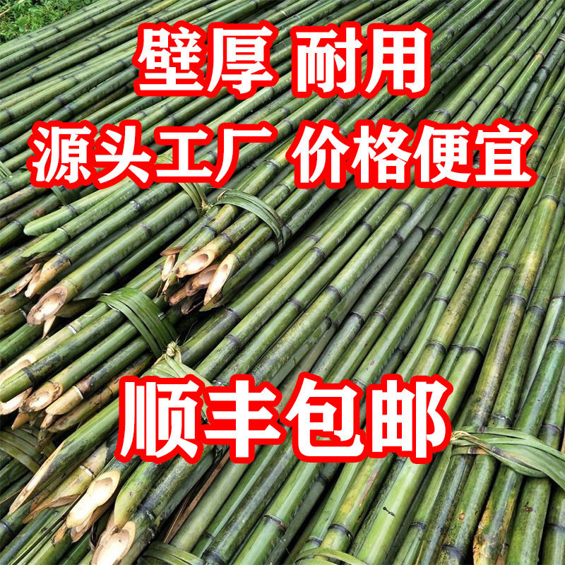 小竹竿菜园搭架细竹子豆角番茄黄瓜葡萄蔬菜爬藤架篱笆栅栏彩旗竿