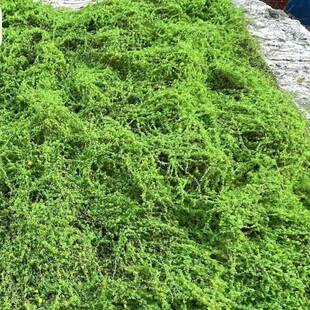 仿色真苔藓草皮花艺造景绿苔地皮花--艺软藓装假花