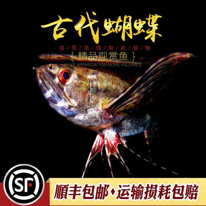 古代蝴蝶鱼飞蝶鱼红龙大型热带鱼淡水缸小型上层鱼进口稀有鱼活体
