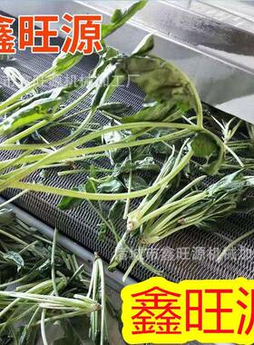 大型商用鲜食玉米速冻生产线多味花生氟利昂隧道速冻机速冻机厂家