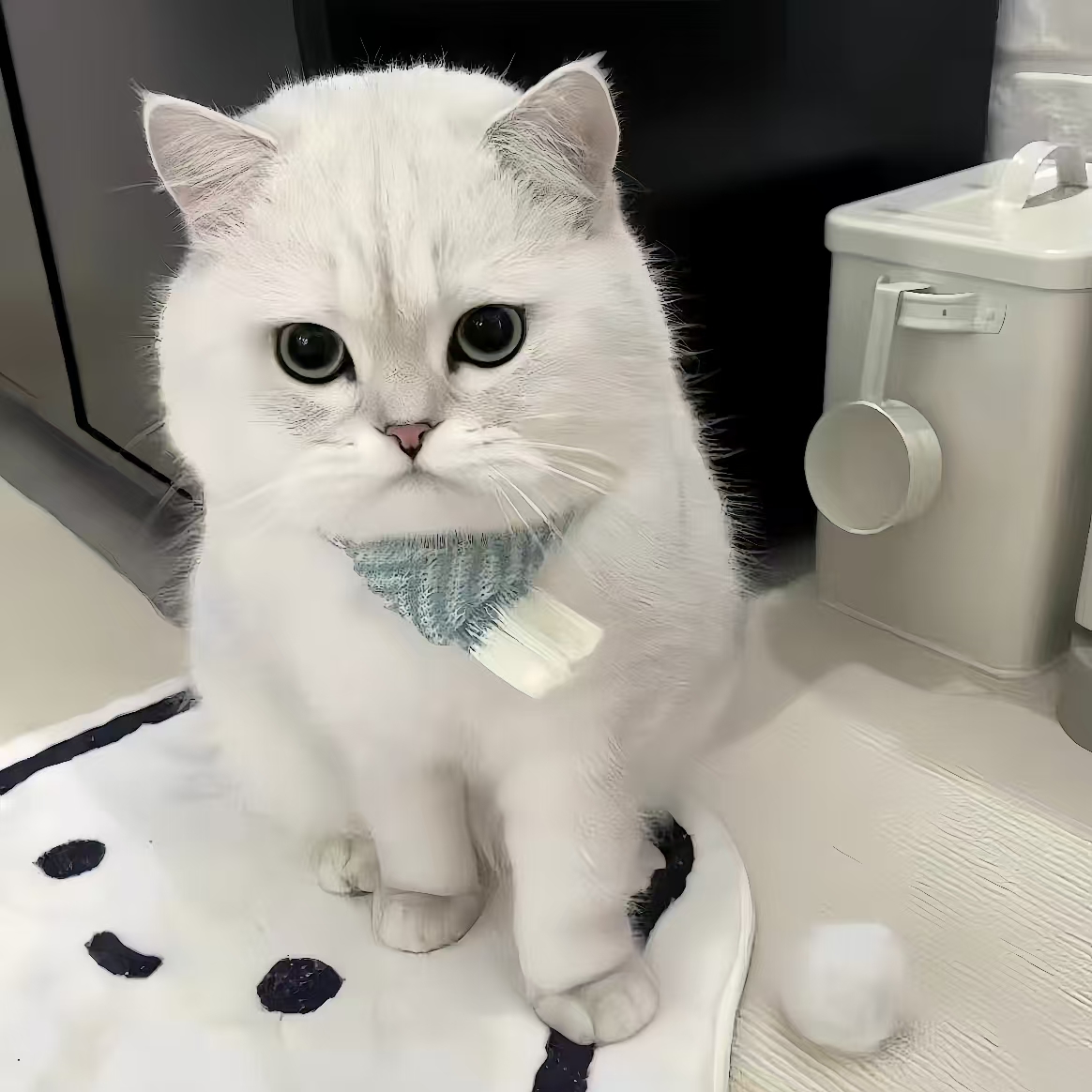 英短银渐层可爱粘人猫幼崽包养活