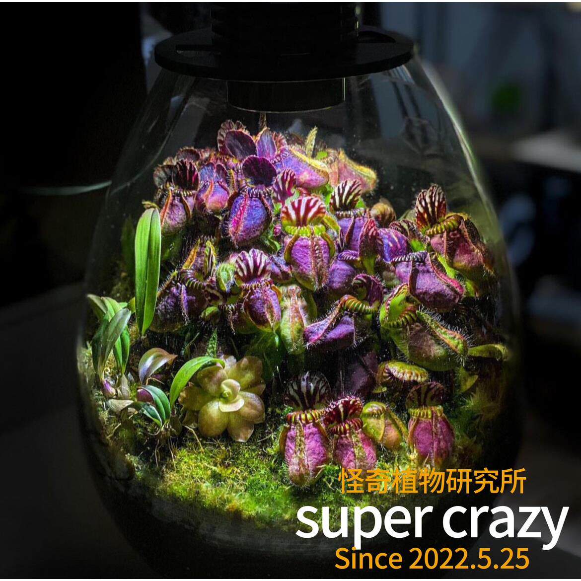 Cephalotus follicularis土瓶草珍惜食虫植物瓶子草黑暗风